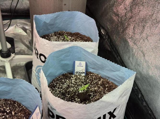 Skywalker OG Legends of the 12/12 Galaxy. Week 1 - SWOG First Week 