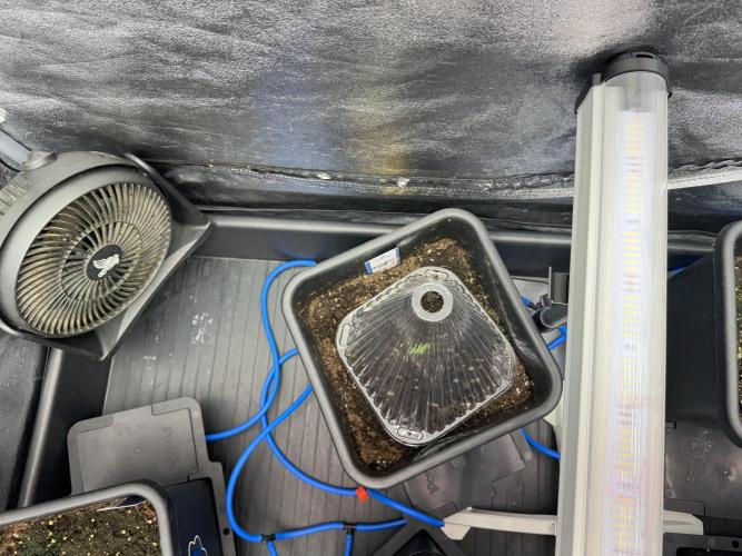 Skywalker OG Legends of the 12/12 Galaxy. Week 1 - SWOG First Week 