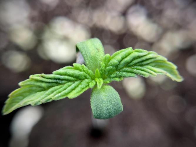 Animal Mints-Legends of the Frozen North. Week 1 - Animal Mints 12/12from seed