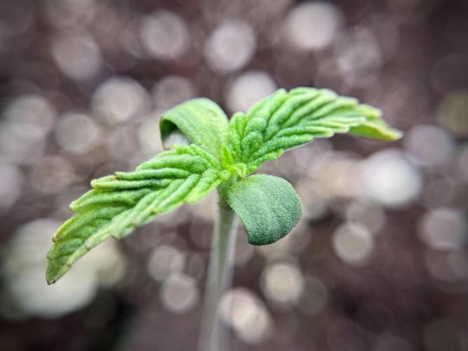 Animal Mints-Legends of the Frozen North. Week 1 - Animal Mints 12/12from seed