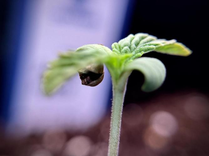 Animal Mints-Legends of the Frozen North. Week 1 - Animal Mints 12/12from seed