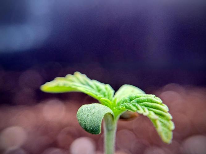 Animal Mints-Legends of the Frozen North. Week 1 - Animal Mints 12/12from seed