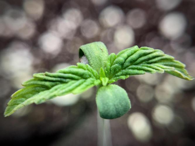 Animal Mints-Legends of the Frozen North. Week 1 - Animal Mints 12/12from seed