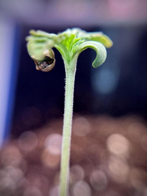 Animal Mints-Legends of the Frozen North. Week 1 - Animal Mints 12/12from seed