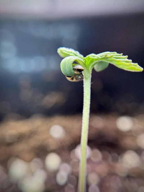 Animal Mints-Legends of the Frozen North. Week 1 - Animal Mints 12/12from seed