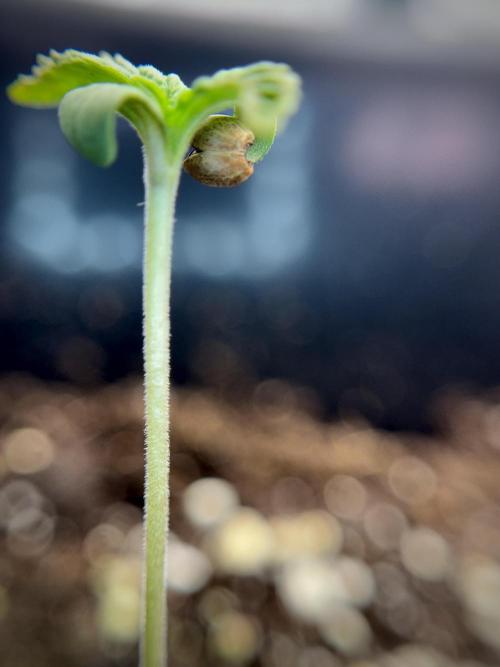 Animal Mints-Legends of the Frozen North. Week 1 - Animal Mints 12/12from seed