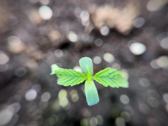 Animal Mints-Legends of the Frozen North. Week 1 - Animal Mints 12/12from seed