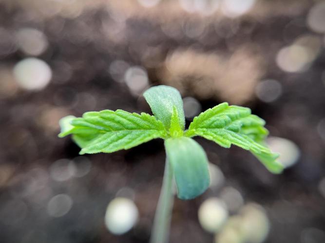 Animal Mints-Legends of the Frozen North. Week 1 - Animal Mints 12/12from seed