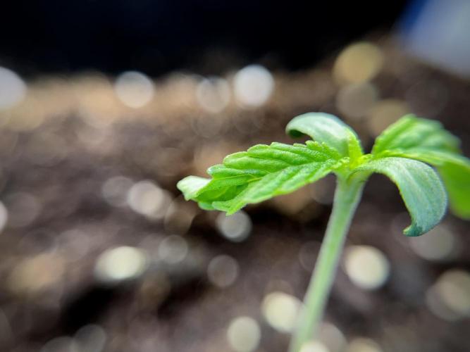 Animal Mints-Legends of the Frozen North. Week 1 - Animal Mints 12/12from seed