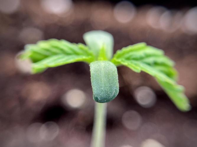 Animal Mints-Legends of the Frozen North. Week 1 - Animal Mints 12/12from seed