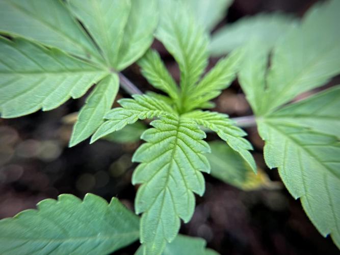 Animal Mints-Legends of the Frozen North. Week 1 - Animal Mints 15 days 18/6 