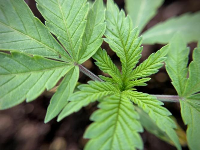 Animal Mints-Legends of the Frozen North. Week 1 - Animal Mints 15 days 18/6 