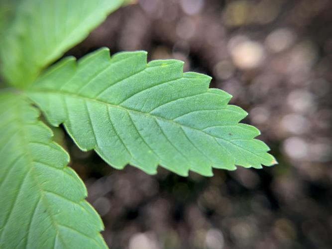 Animal Mints-Legends of the Frozen North. Week 1 - Animal Mints 15 days 18/6 