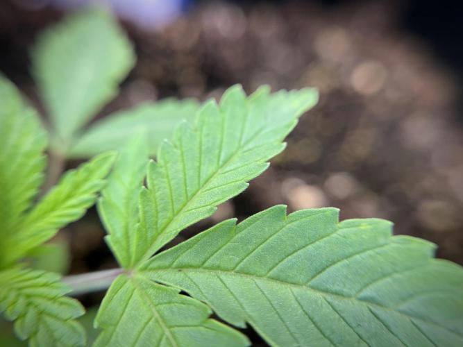 Animal Mints-Legends of the Frozen North. Week 1 - Animal Mints 15 days 18/6 