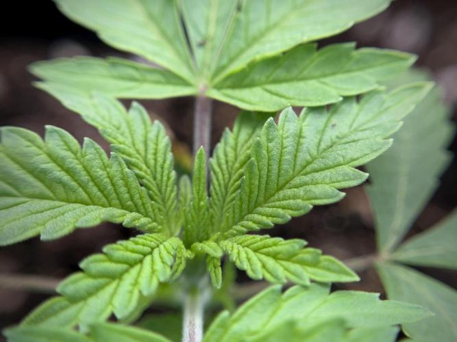 Animal Mints-Legends of the Frozen North. Week 1 - Animal Mints 15 days 18/6 