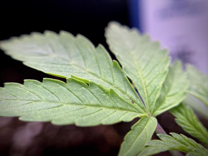 Animal Mints-Legends of the Frozen North. Week 1 - Animal Mints 15 days 18/6 