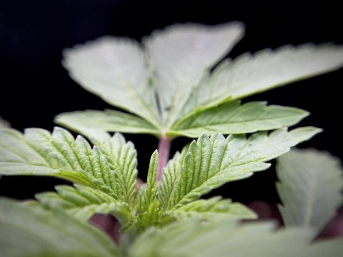 Animal Mints-Legends of the Frozen North. Week 1 - Animal Mints 15 days 18/6 