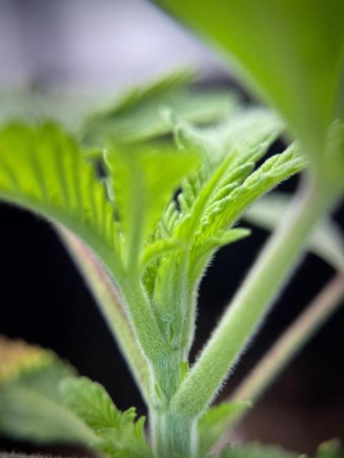 Animal Mints-Legends of the Frozen North. Week 1 - Animal Mints 15 days 18/6 