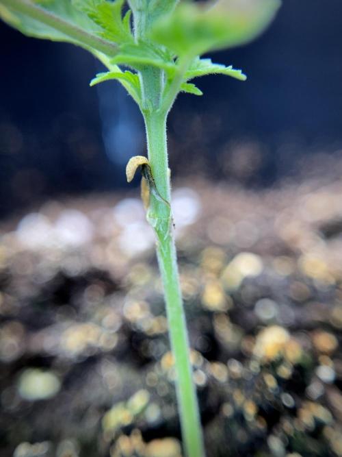 Animal Mints-Legends of the Frozen North. Week 1 - Animal Mints 15 days 18/6 