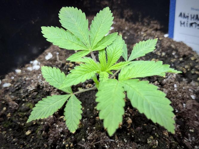 Animal Mints-Legends of the Frozen North. Week 1 - Animal Mints 15 days 18/6 