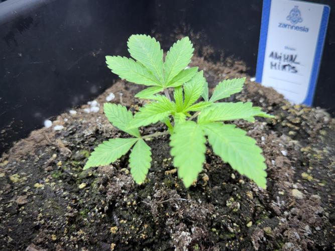 Animal Mints-Legends of the Frozen North. Week 1 - Animal Mints 15 days 18/6 