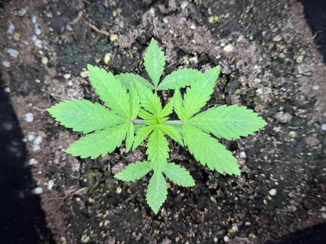 Animal Mints-Legends of the Frozen North. Week 1 - Animal Mints 15 days 18/6 