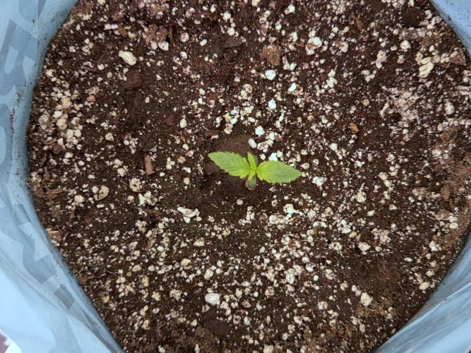 Animal Mints-Legends of the Frozen North. Week 1 - Animal Mints 15 days 18/6 