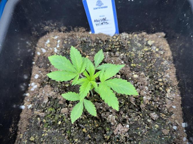 Animal Mints-Legends of the Frozen North. Week 1 - Animal Mints 15 days 18/6 