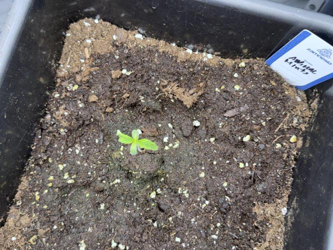 Animal Mints-Legends of the Frozen North. Week 1 - Animal Mints 12/12 From seed