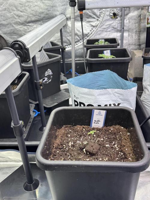 Animal Mints-Legends of the Frozen North. Week 1 - Animal Mints