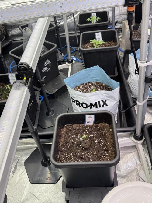 Animal Mints-Legends of the Frozen North. Week 1 - Animal Mints