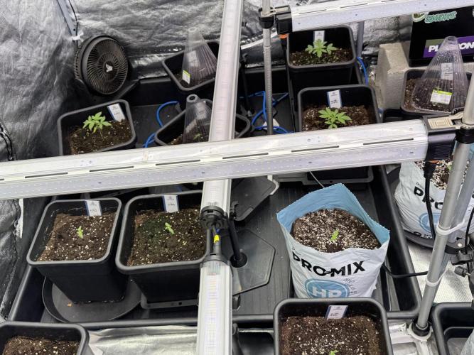 Animal Mints-Legends of the Frozen North. Week 1 - Animal Mints