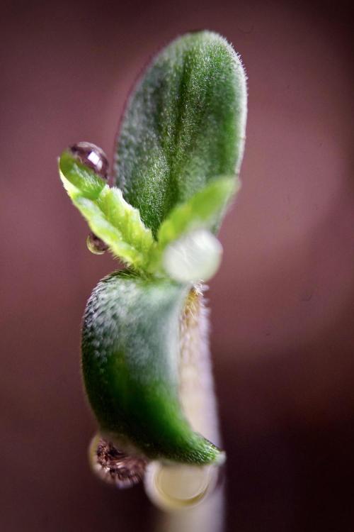 SOUR DIESEL-The Ascension of a Legend. Week 1 - Sour Diesel 