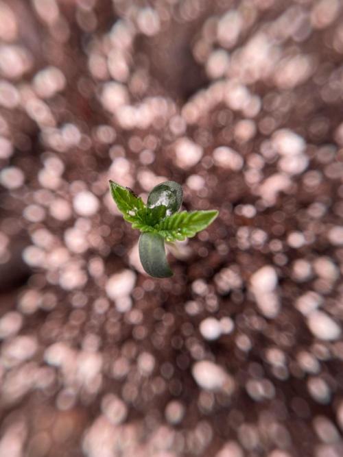 SOUR DIESEL-The Ascension of a Legend. Week 1 - Sour Diesel 