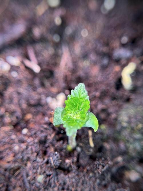 SOUR DIESEL-The Ascension of a Legend. Week 1 - Sour Diesel 