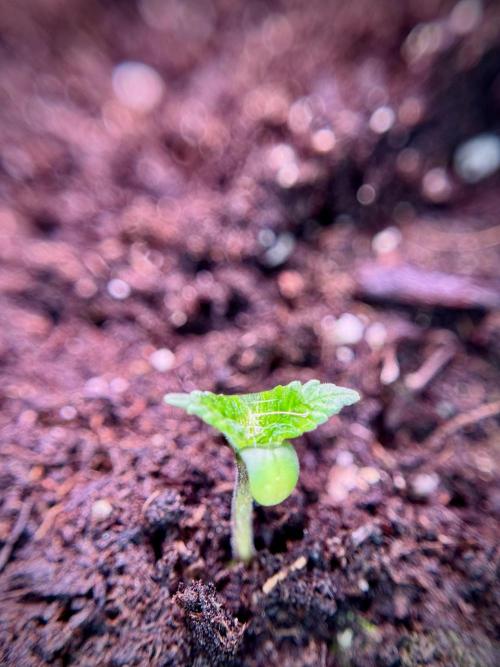 SOUR DIESEL-The Ascension of a Legend. Week 1 - Sour Diesel 