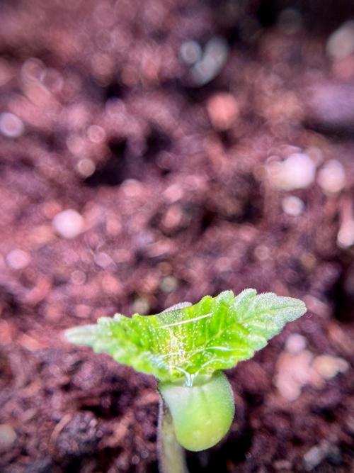 SOUR DIESEL-The Ascension of a Legend. Week 1 - Sour Diesel 