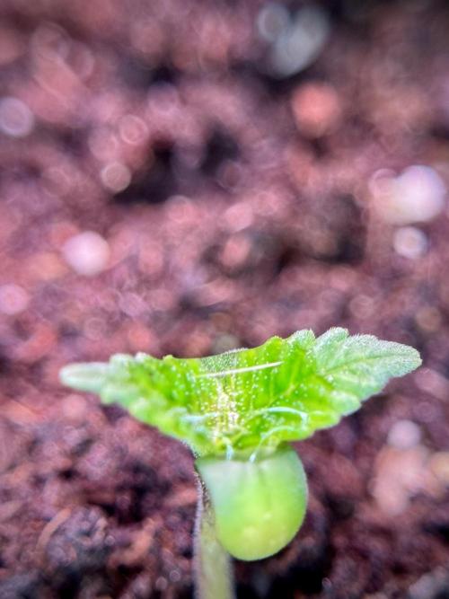 SOUR DIESEL-The Ascension of a Legend. Week 1 - Sour Diesel 