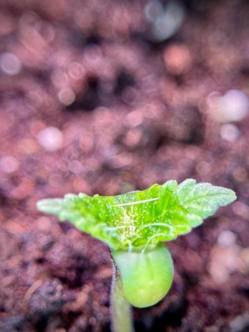 SOUR DIESEL-The Ascension of a Legend. Week 1 - Sour Diesel 