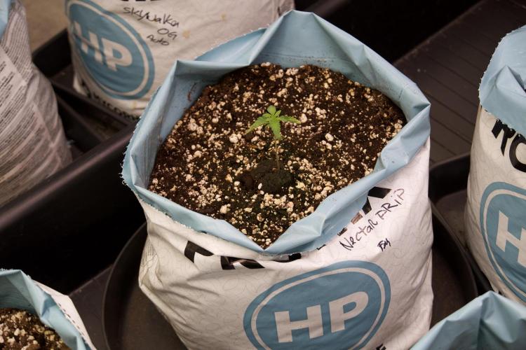 TicaL X Zamnesia-NectarDrip pack#268/750. Week 3 - Nectar Drip