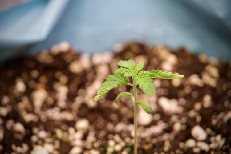 TicaL X Zamnesia-NectarDrip pack#268/750. Week 3 - Nectar Drip