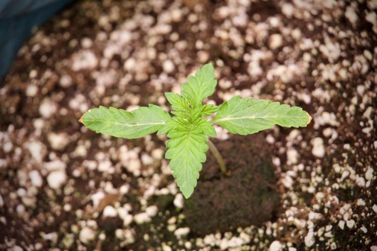 TicaL X Zamnesia-NectarDrip pack#268/750. Week 3 - Nectar Drip