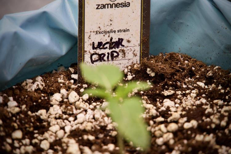 TicaL X Zamnesia-NectarDrip pack#268/750. Week 3 - Nectar Drip