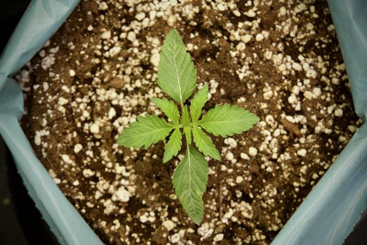 TicaL X Zamnesia-NectarDrip pack#268/750. Week 3 - Nectar Drip