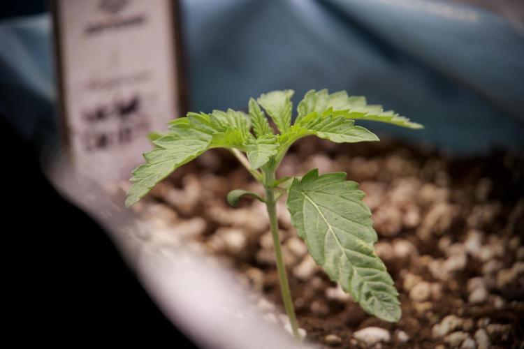 TicaL X Zamnesia-NectarDrip pack#268/750. Week 3 - Nectar Drip