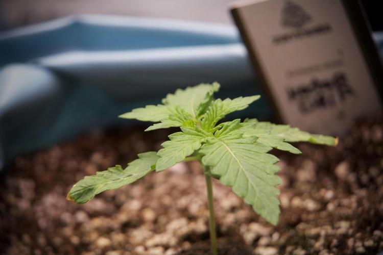 TicaL X Zamnesia-NectarDrip pack#268/750. Week 3 - Nectar Drip