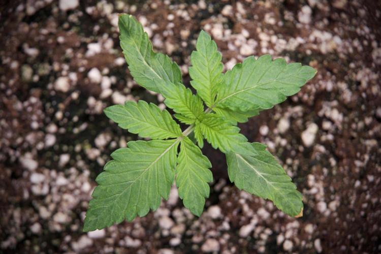 TicaL X Zamnesia-NectarDrip pack#268/750. Week 3 - Nectar Drip