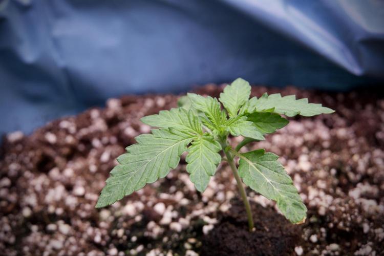 TicaL X Zamnesia-NectarDrip pack#268/750. Week 3 - Nectar Drip