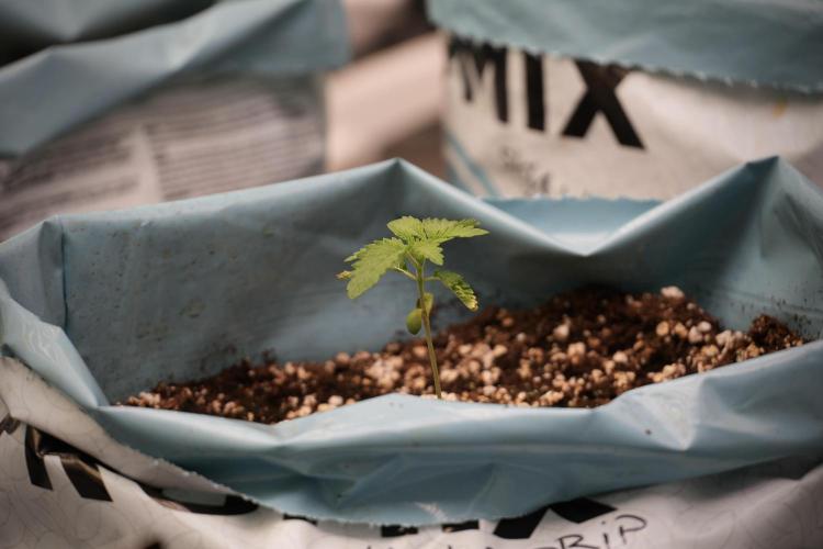 TicaL X Zamnesia-NectarDrip pack#268/750. Week 3 - Nectar Drip