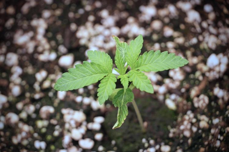 TicaL X Zamnesia-NectarDrip pack#268/750. Week 3 - Nectar Drip